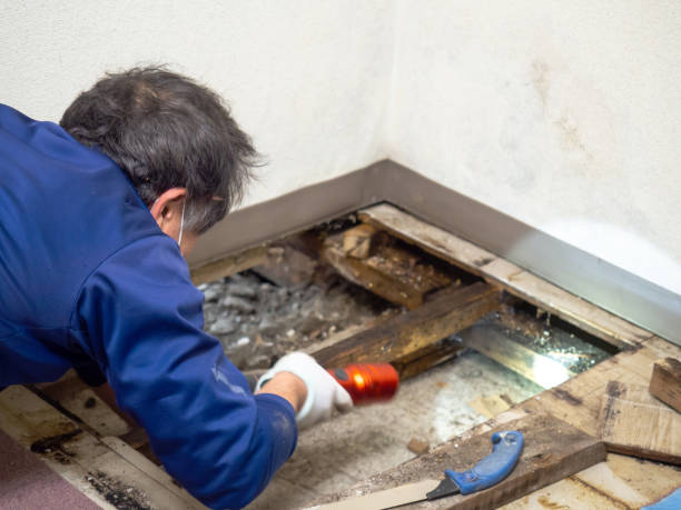 Best Emergency Mold Remediation  in Houston, MO